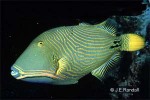 Enlarged Image of 'Balistapus undulatus'